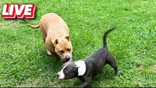QBN Kennel Live From The Yard | Picks or Production?