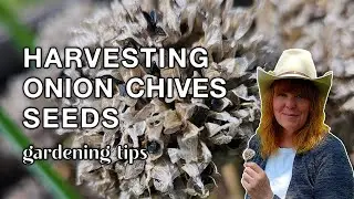 Harvesting Chive Seeds | Collecting Seeds From Chives Plant | Harvesting Seeds From The Garden