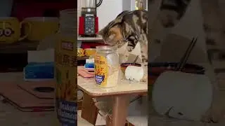 Fluffy glutton.     