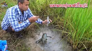ใส่เบ็ดกบในนา หมานตัวใหญ่!! กับบ่าวเป๋ว Ep.48 by ครัวบ้านผม