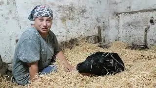 Difficult calving of a first-calf heifer