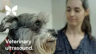 Veterinary Ultrasound: Aurora Animal Hospital
