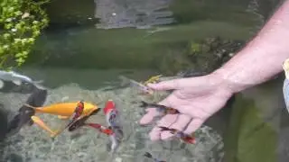 koi feeding in the pool, behaviorsüs havuzunda balık besleme ve davranışları