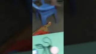 Игра кошки - мышки!