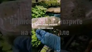 #сеем