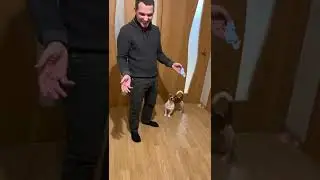 Сердцееды Честер и Майло  