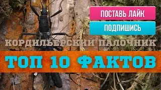 ТОП 10 ФАКТОВ |  Кордильерский или Перуанский палочник.