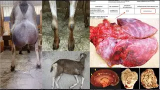 КАК НЕ КУПИТЬ ДОРОГИХ КОЗ БОЛЬНЫХ АЭК 