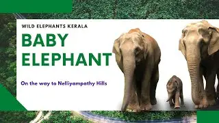 Cute Baby Elephant with it's Mother - On the way to Nelliyampathy, Palakkad | Wild Elephants Kerala