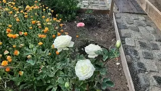 Чили/цветы и грызуны