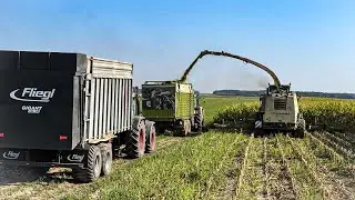 ☆Koszenie Kukurydzy☆ Krone Big X V12 ☆14 rzędy ☆Fliegl GIGANT ASW 268☆Fendt 926/916/716☆CLAAS☆2024☆