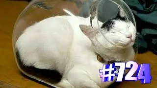 Жидкие коты (часть2)😍💝🐾