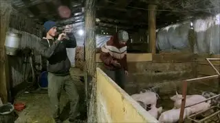 💥ПРОКОЛЮЄМО ПОРОСЯТ ВІД ГЛИСТІВ. КУДИ КРАЩЕ КОЛОТИ - В ШИЮ ЧИ В НІЖКУ?🤨