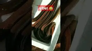 কুইচ্চা#shortfeed#viral#youtubeshorts#shorts 😍🤩