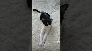 Кошка Лира 🥰 