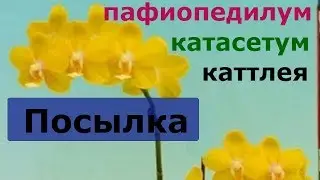 Супер посылка с орхидеями  Катасетум(Catasetum), Пафиопедилум, Каттлея.