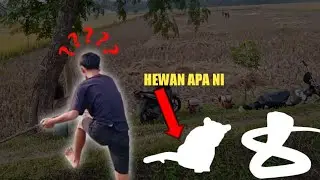 looking for various wild animals in the fields