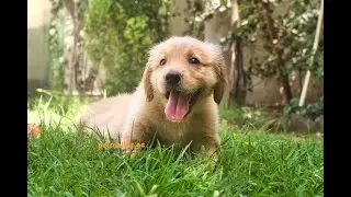 Puppies