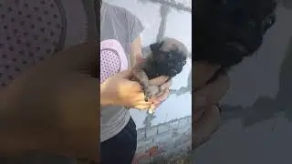 Самый маленький мопсенок ♥️