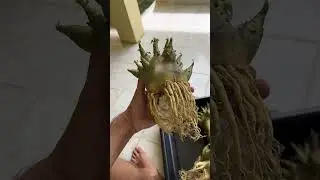 Сортовые Adenium Arabicum - новое пополнение в питомнике Орешка и GreenTara