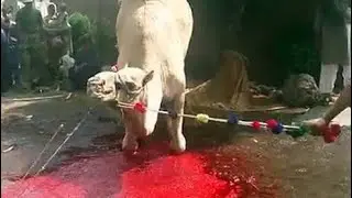 #dangerous  #camel #2020 Dangerous Camel Qurbani in 2020