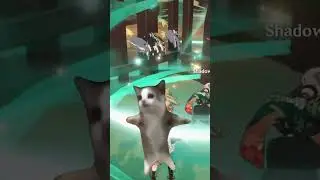 Happi Happi Cat Meme - Genshin Impact Version 