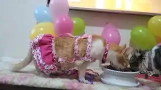 27-07-2022 Aniversário da Tuquinha.( 2 anos). Tuca Tuquinha 😽😸😹