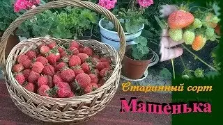 ЗЕМЛЯНИКА МАШЕНЬКА РАДУЕТ СВОИМ УРОЖАЕМ КАЖДЫЙ ГОД