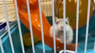 НА ПОМОЩЬ!!/НУЖНА СУШКА!!/Суббота есть суббота/Зачем-то купили хомяка😒