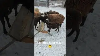 Карликовая овечка 🤨