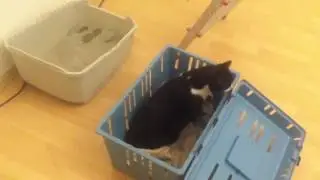 2017.03. Реакция котов на переезд