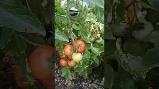 Подкормки томатов в июле.#томаты