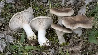 Funghi eduli | Pleurotus eryngii, il cardoncello