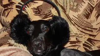 СМЕШНО ХРАПИТ
