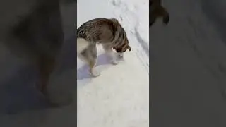 ВСТРЕЧА С НЕЗАКОННЫМ ПСОМ.