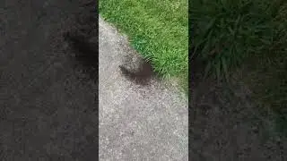 Alot Of Ants 3