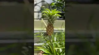 Как растут ананасы 🍍🍍🍍🧐 #travel #shortvideo #vlog #beach #travelbloger #vietnam #danang