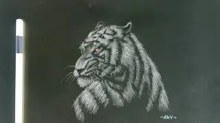 NEGATIVE DRAWING , WHITE TIGER . Time lapse video