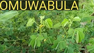 Eddagala Lye Mikisa Kozesa Omuwabula Owabuke Mubyokola N'Okuweebwa - KOJJA ALLAN