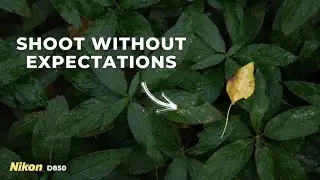 An Unexpected Shoot - Forest Photography with a Nikon D850