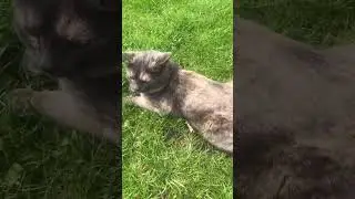 Мотя🥰.#cat #горы