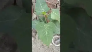 Ficus Religia