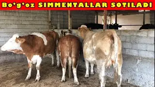 SIMMENTALLAR SOTILADI XAMMASI BOGOZ