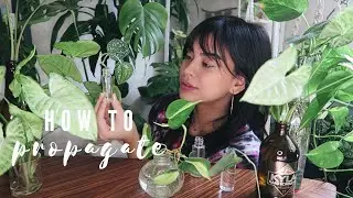 how to propagate indoor plants | free way to get more houseplants!
