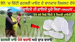 ਝੋਨੇ 'ਚ ਚਿੱਟੀ ਫਟਕਰੀ ਪਾਓਣ ਦੇ ਸ਼ਾਨਦਾਰ ਰਿਜ਼ਲਟ ਦੇਖੋ • dhan me fitkari dalne ke fayde