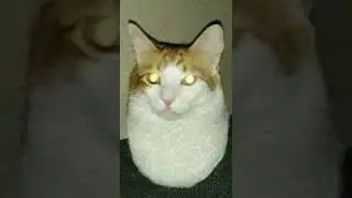 Egg 🗿 Cat 