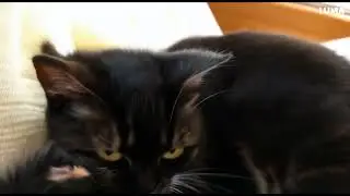 This is a 5 second video created using Luma AI. AI generated video