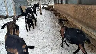 козы и 2 козлика.январь 21г.VID 20210129 142553