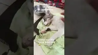 MILO AKHIR pergi pergi untuk  selama2nya....Selamat Jalan Milo.... #cat  love u..#virus #viruspanlea