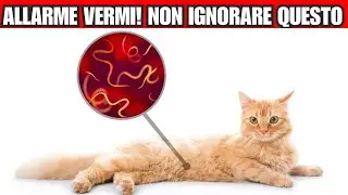 Il tuo gatto ha i vermi?  7 segnali da non ignorare